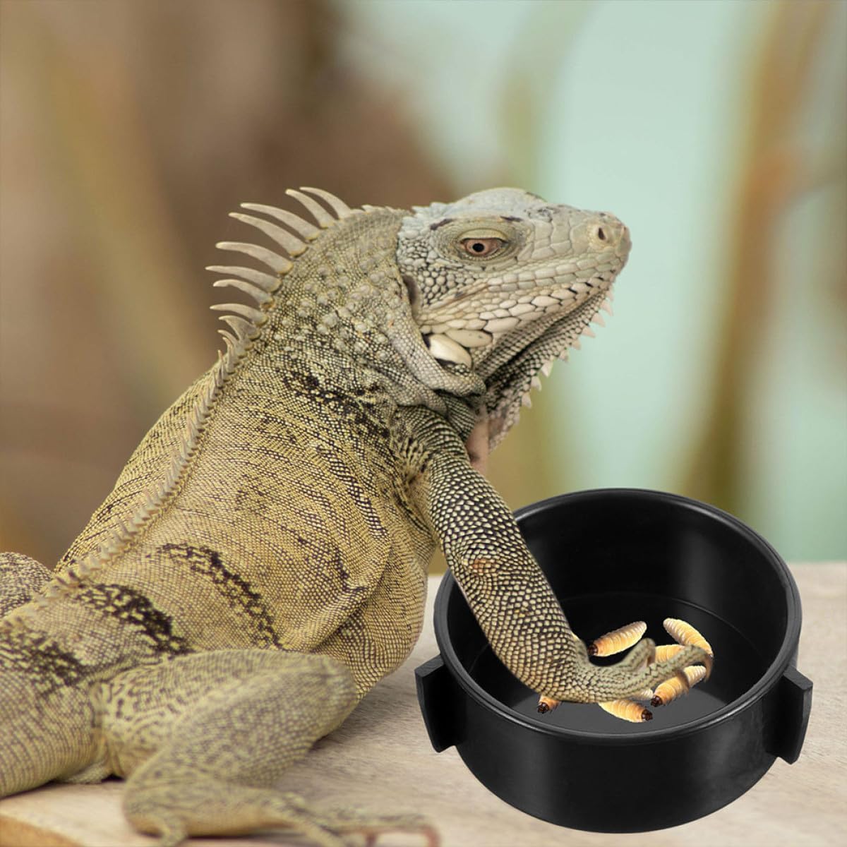 Amosfun 4pcs Ceramic Reptile Food and Terrarium Water Bowls Multi-Function Lizard Feeding Dish for Bearded Dragon and Tortoise