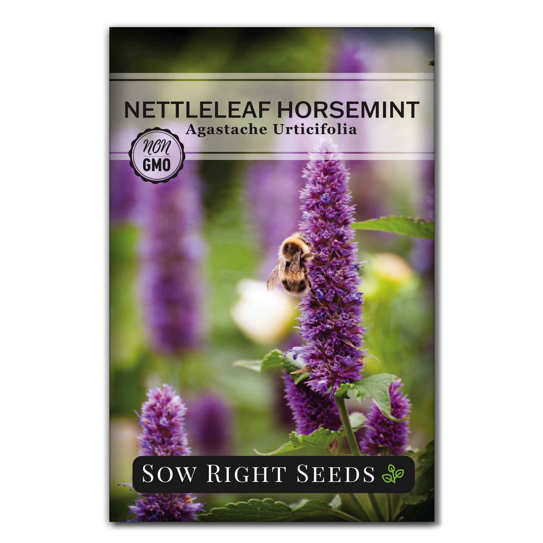 Sow Right Seeds - Nettleleaf Horsemint Seed for Planting - Medicinal Herb Giant Hyssop - Non-GMO Heirloom - Instructions to Plant and Grow an Herbal Tea Garden Indoors or Outdoors