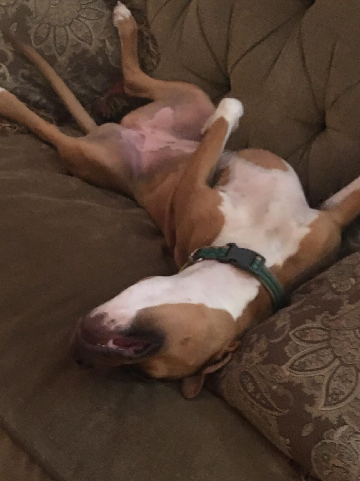 Blue Buffalo Life Protection Formula Adult Dry Dog Food, Chicken & Brown Rice Recipe, Made with Natural Ingredients, Helps Build and Maintain Strong Muscles, 15-lb. Bag photo review