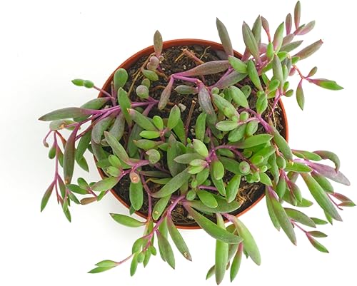 Miniatura 3 de Shop Succulents Collar de rubí colgante suculenta, Othonna Capensis, planta suculenta viva de 4 pulgadas totalmente arraigada, planta de interior de