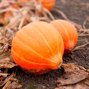 Organic Squash Amoro F1 High Yield, Disease Resistant, Sweet Flavour, Easy to Grow, Versatile Culinary Use, 1 x Seed Packet by Thompson and Morgan