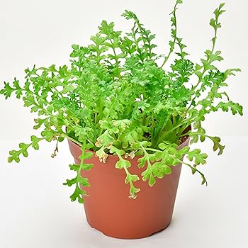 Amazon.co.jp: 聖新陶芸 栽培キット 空色の花 ネモフィラ栽培