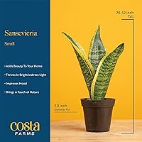 Vista 4 de Costa Farms Snake Plant, Live Plant in Decorative Pot, Easy to Maintain, Small Air Purifying Succulent Indoor Houseplant, Assorted Variety, Perfect