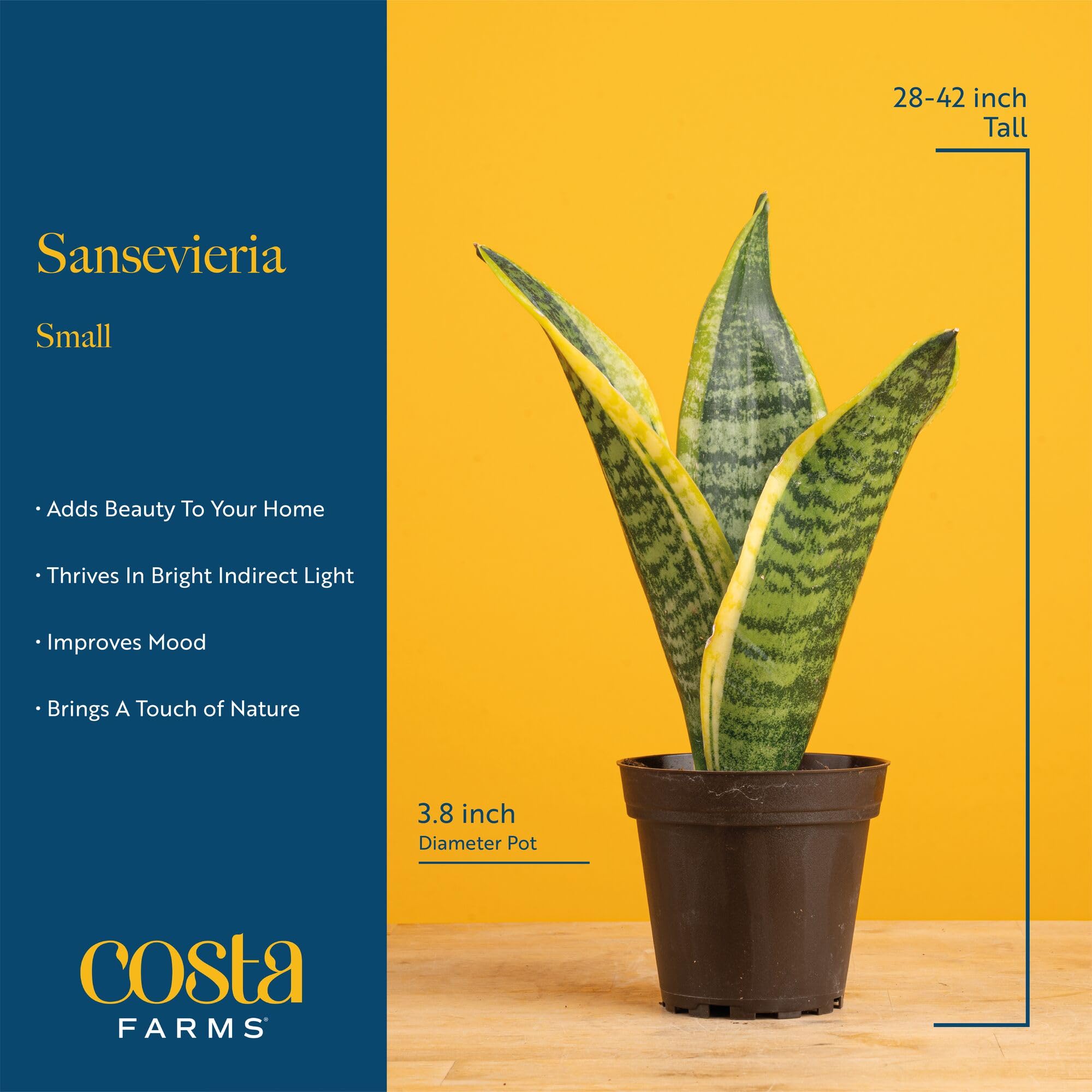 Amazon.com : Costa Farms Snake Plant Live Houseplants (2-Pack), Sansevieria  in Decor Pots, Live Indoor Plants for Low Light, Easy Care Succulents for  Plant Shelf, Home Decor & Office Desk, 8-12 Inches
