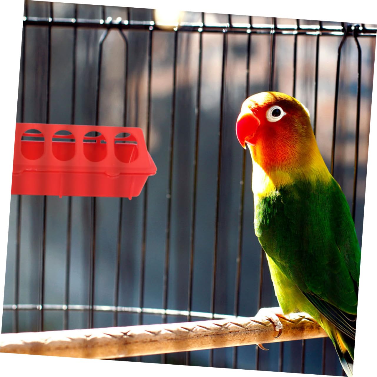 4 pièces Mangeoire pour Pigeons Capacité Large Alimentation Pratique pour Petits Oiseaux et Poulets pour Élevage Domestique
