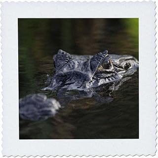 3dRose Yacare Caiman Crocodile, Argentina - SA01 AMR0021 - Andres Morya Hinojosa 12x12 inch Quilt Square