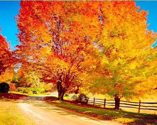 60 Premium Sugar Maple Tree Seeds, Acer Saccharum Northern Deciduous