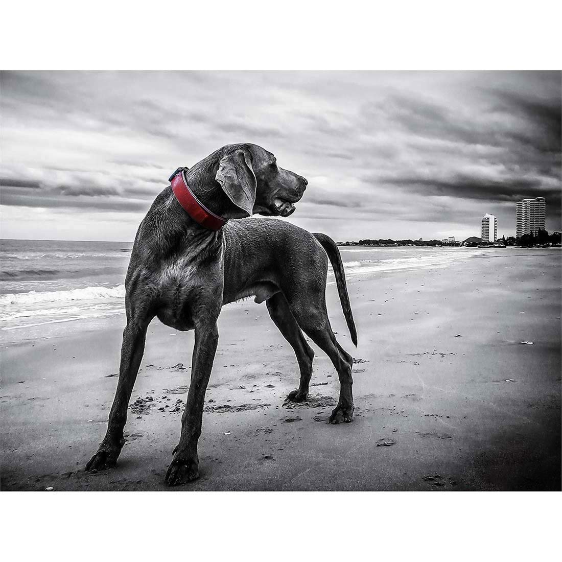 Wee Blue Coo Weimaraner Dog Beach BW Art Print Poster Wall Decor 12X16 Inch