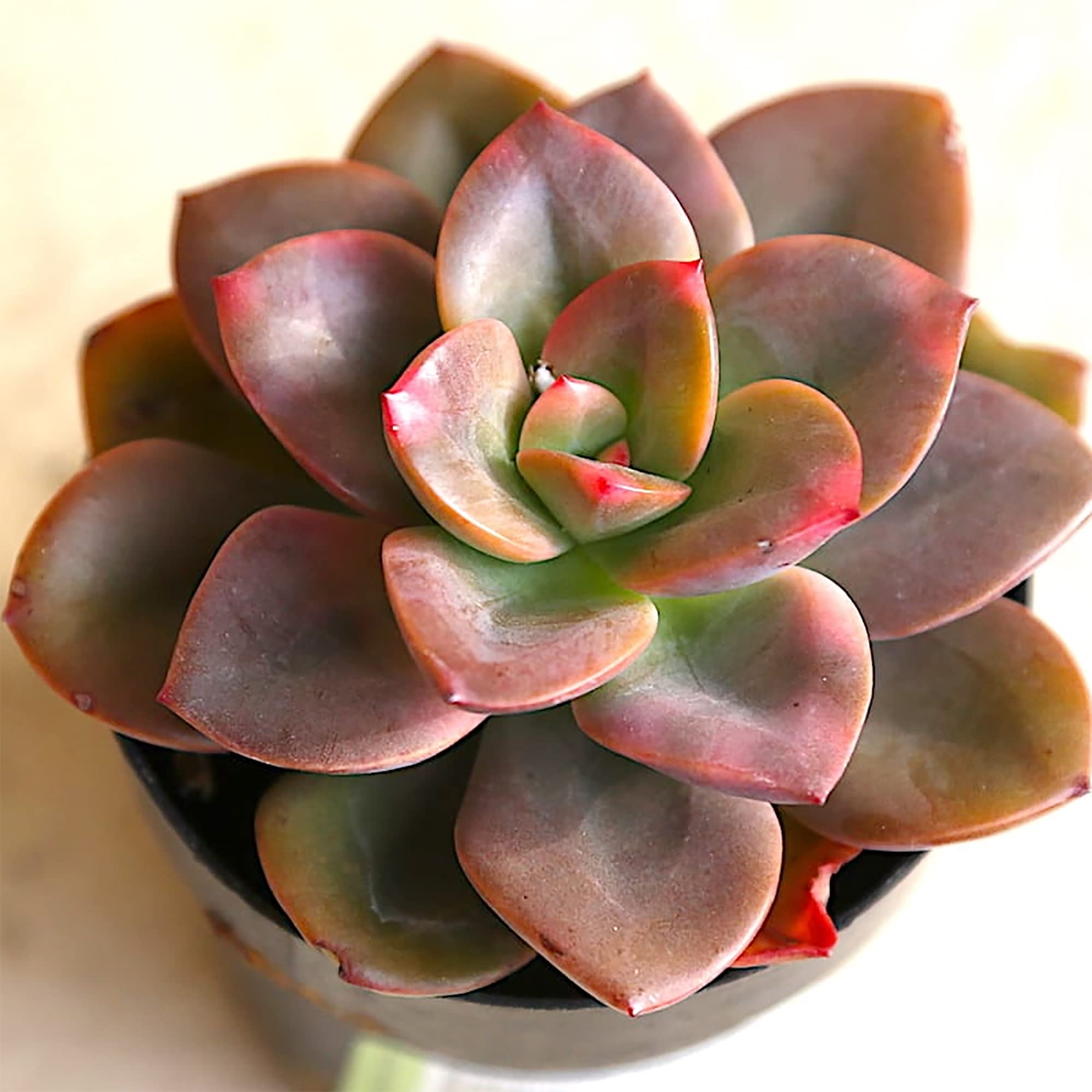Amazon.com : QAUZUY GARDEN 20 Mixed Echeveria (Hen-and