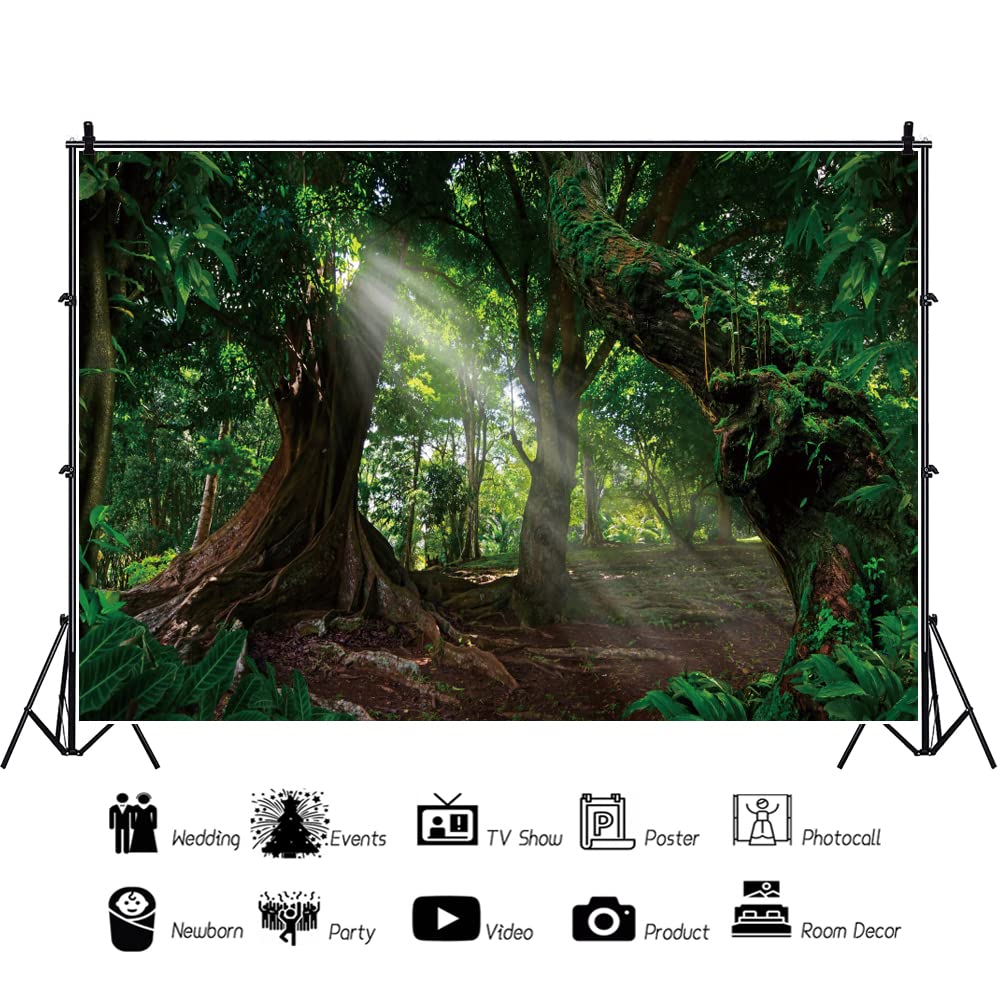 300x250cm Bosque telón de Fondo Enorme árbol Antiguo temprano por la mañana Sol fotografía Fondo Selva Tropical Paisaje Natural fotografía telón de Fondo Estudio fotografía Accesorios