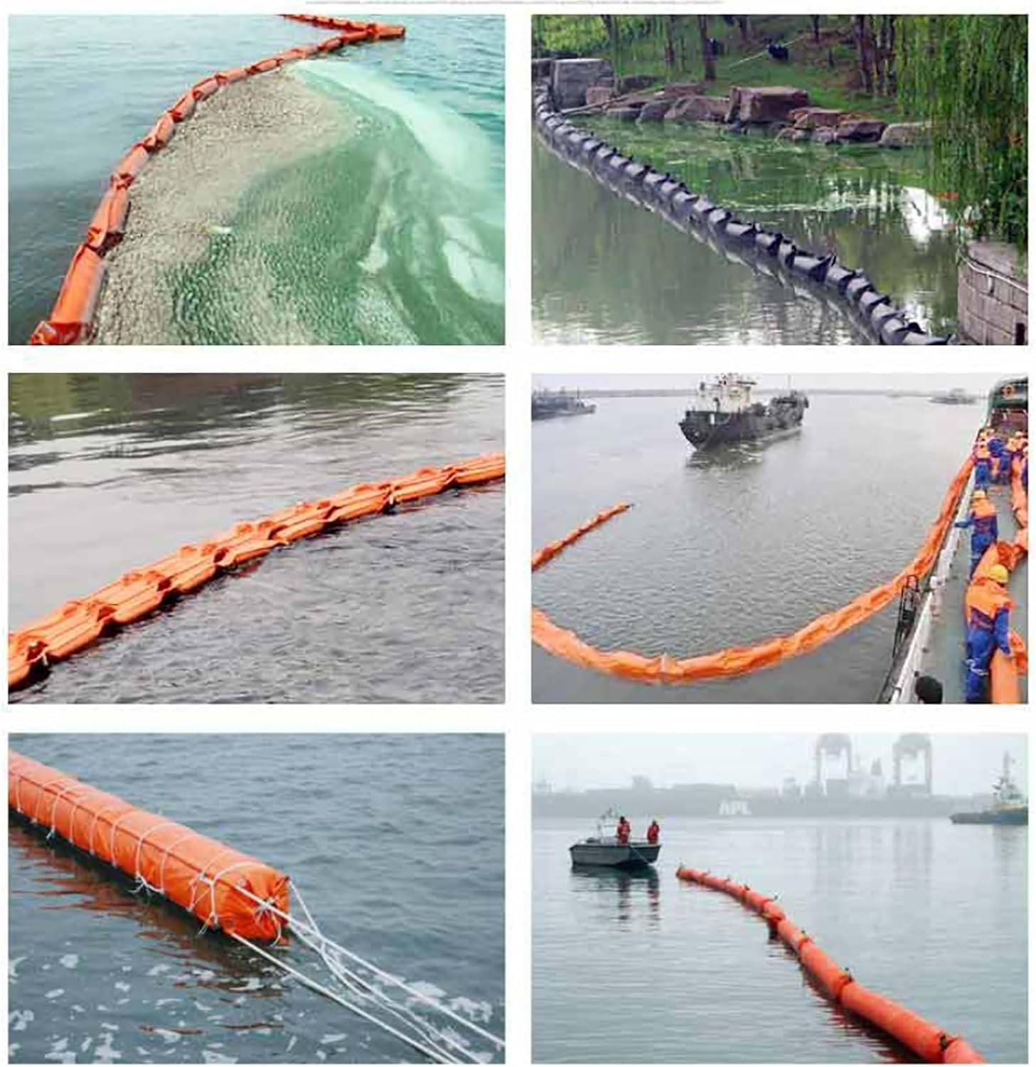 P. Veitchii Aurburn river 】ベイチーアーバンリバー③ veitchii