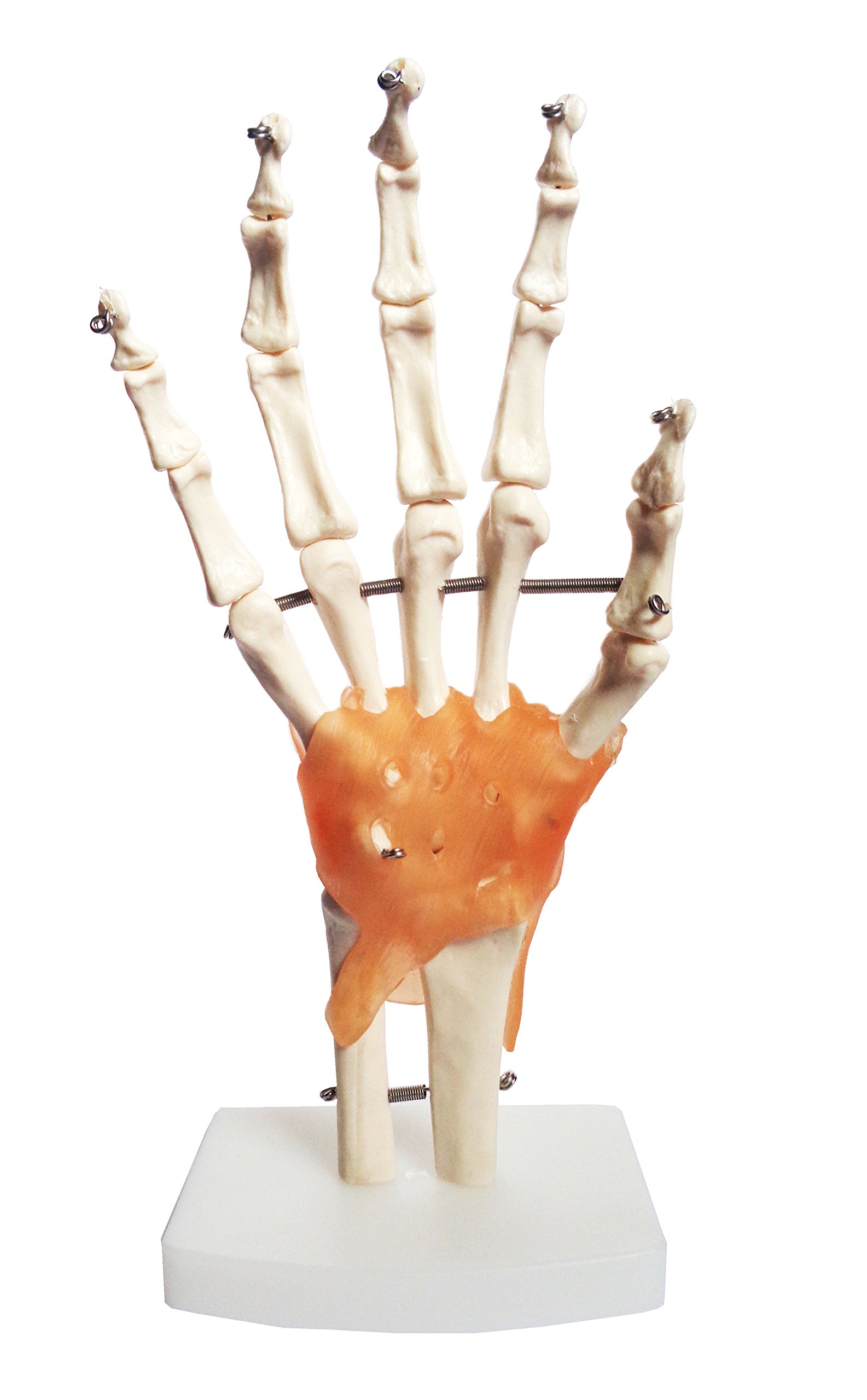 Buy Skeleton Hand and Wrist Model. A Life Size Skeletal Hand and Wrist Model Making for The