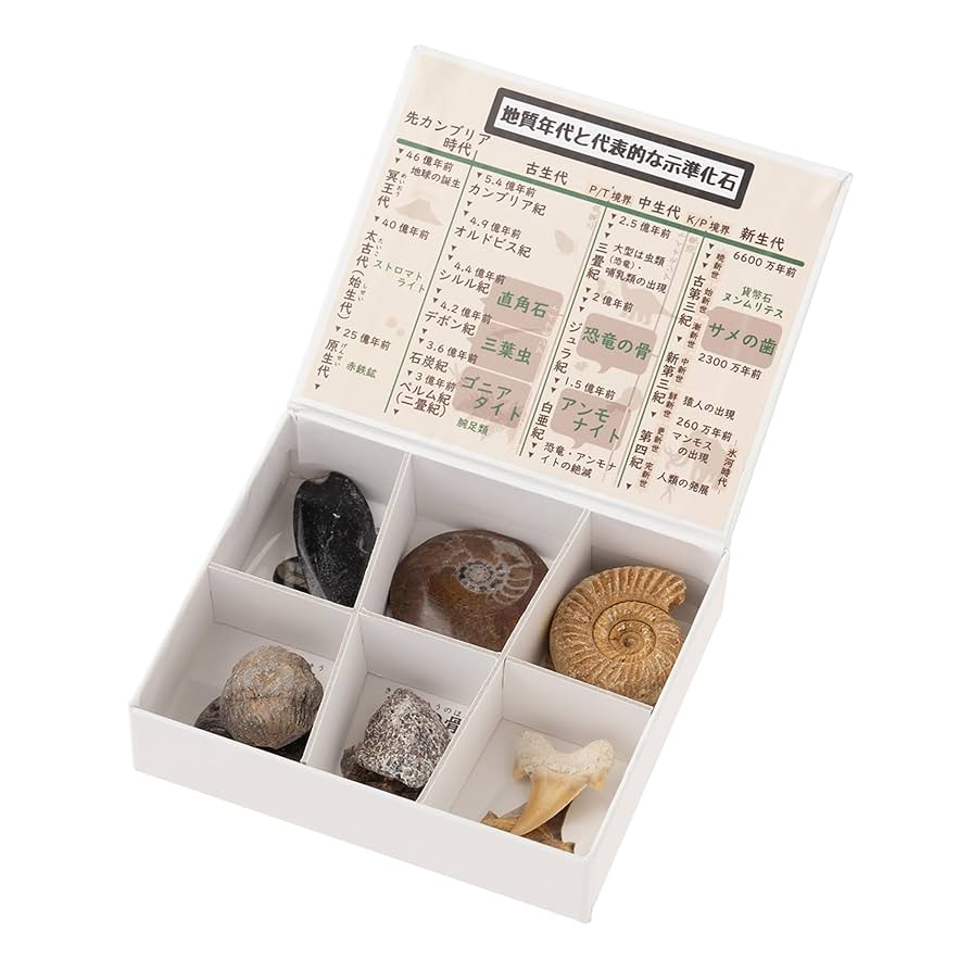 Amazon | 大江理工社(Oherikosha) ミニ標本シリーズ 示準化石6種