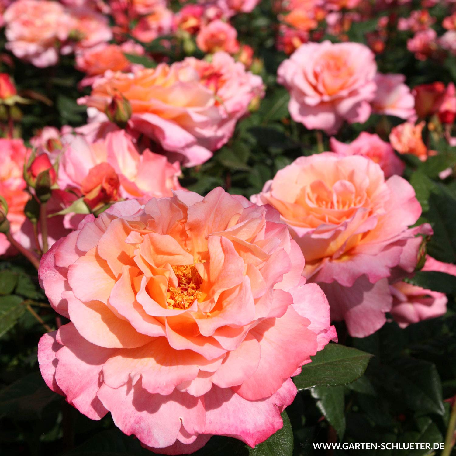 Edelrose Augusta Luise in champagner-rosé bis pfirsich - Duftrose winterhart - Rosen-Blüte in champagner-rosé bis pfirsich - Rose sehr stark duftend im 5 Liter Container von Garten Schlüter - Pflanzen