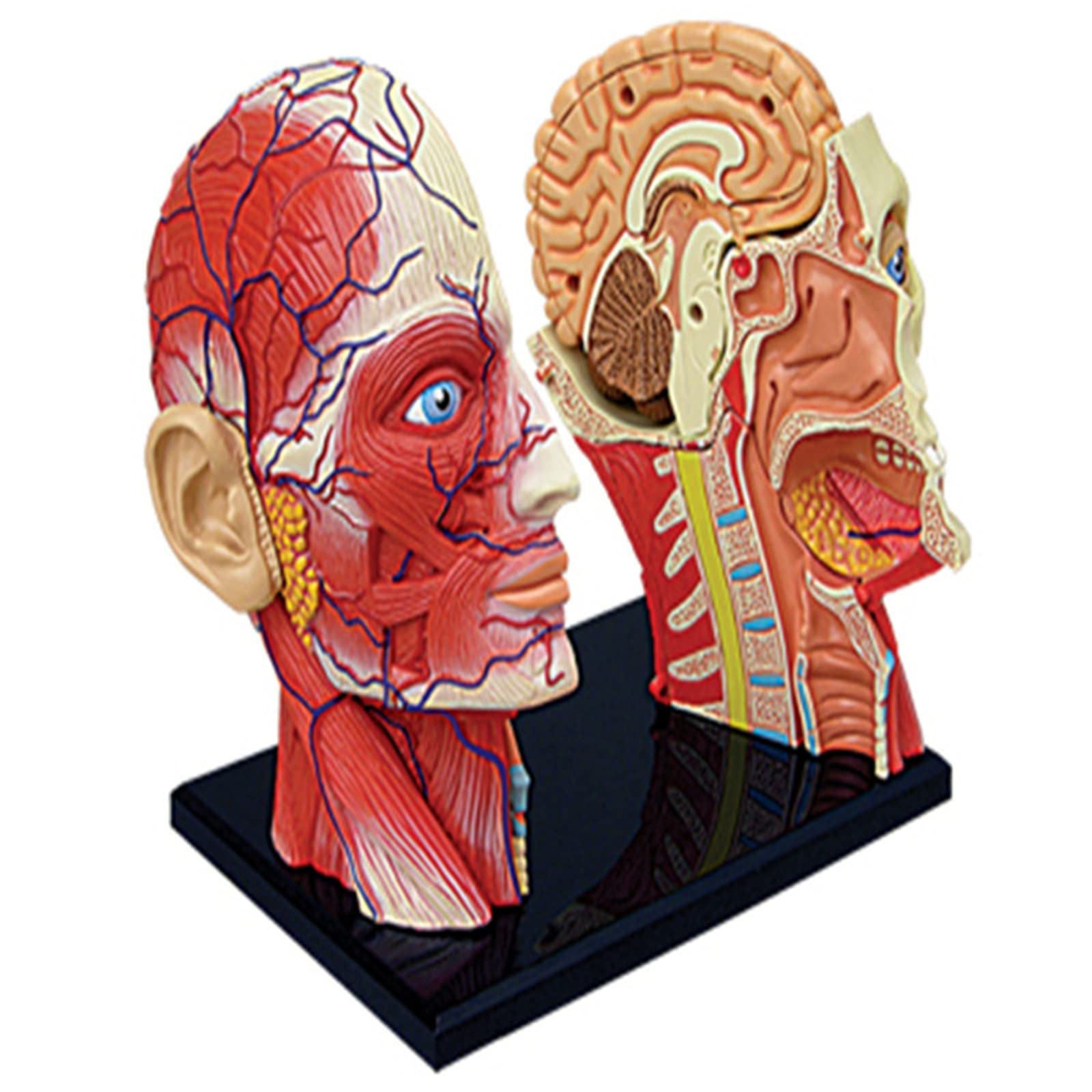 KJMWXOP 4d Human Body Organ Anatomical Model Teaching Model Skull With Muscle And Nerve Blood Vessel For Study For School Models Medical Models
