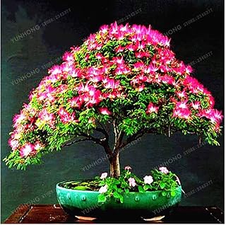 20 Seeds/Bag Acacia Tree Bonsai(Albizia Julibrissin) Bonsai Flower Bonsai Perennial Indoor Plant for Home Garden Potted Plant