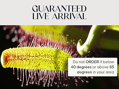 Vista 22 de Venus - Trampa para moscas con maceta de cristal elegante de 2.5 pulgadas, planta carnívora que come insectos - Plantas carnívoras suelo