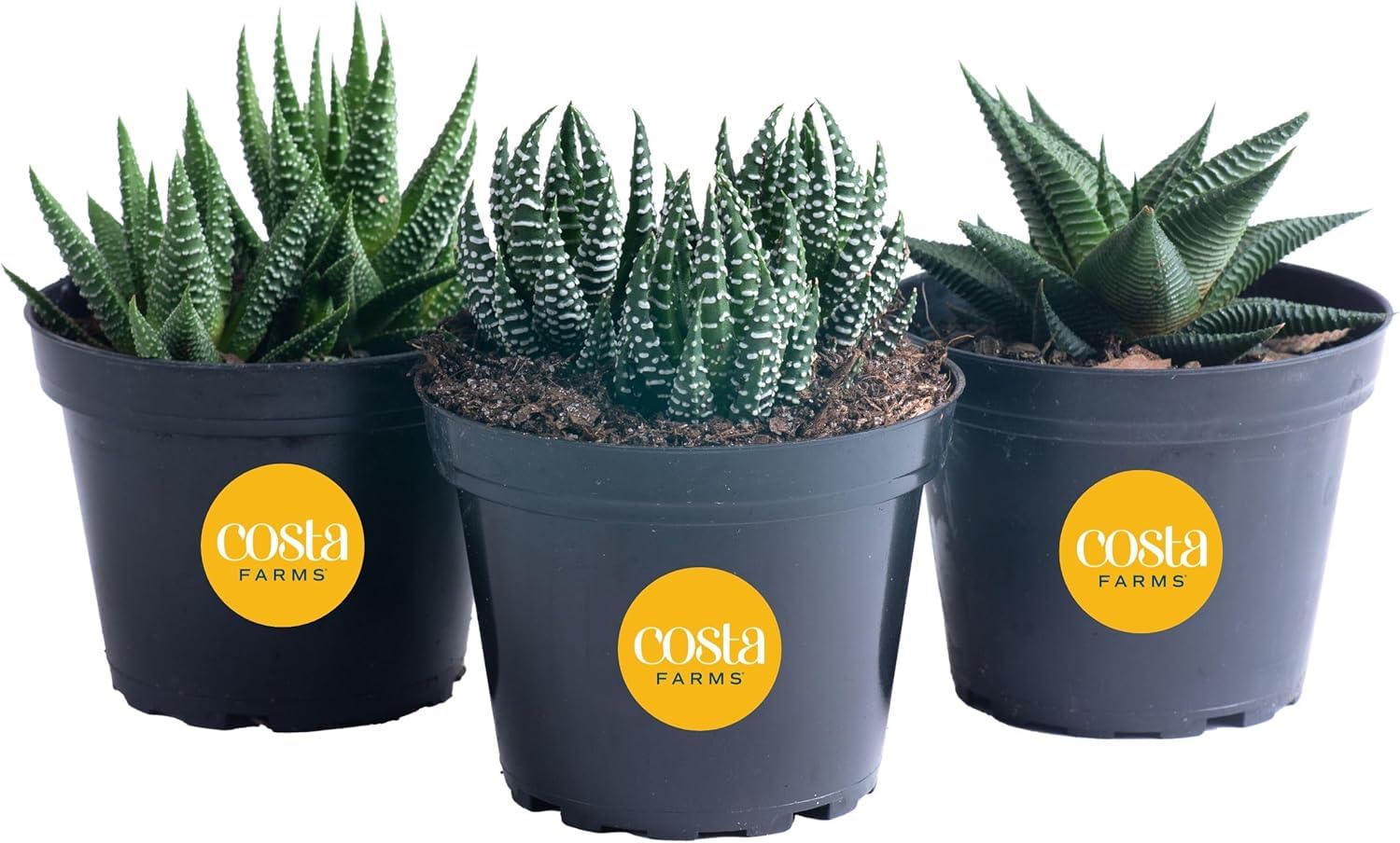 Amazon.com : Costa Farms Haworthia Succulents Fully Rooted Live