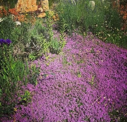 6600+ Cloud Thyme Growing Experience For Captivating Garden Embellishments #TOP5