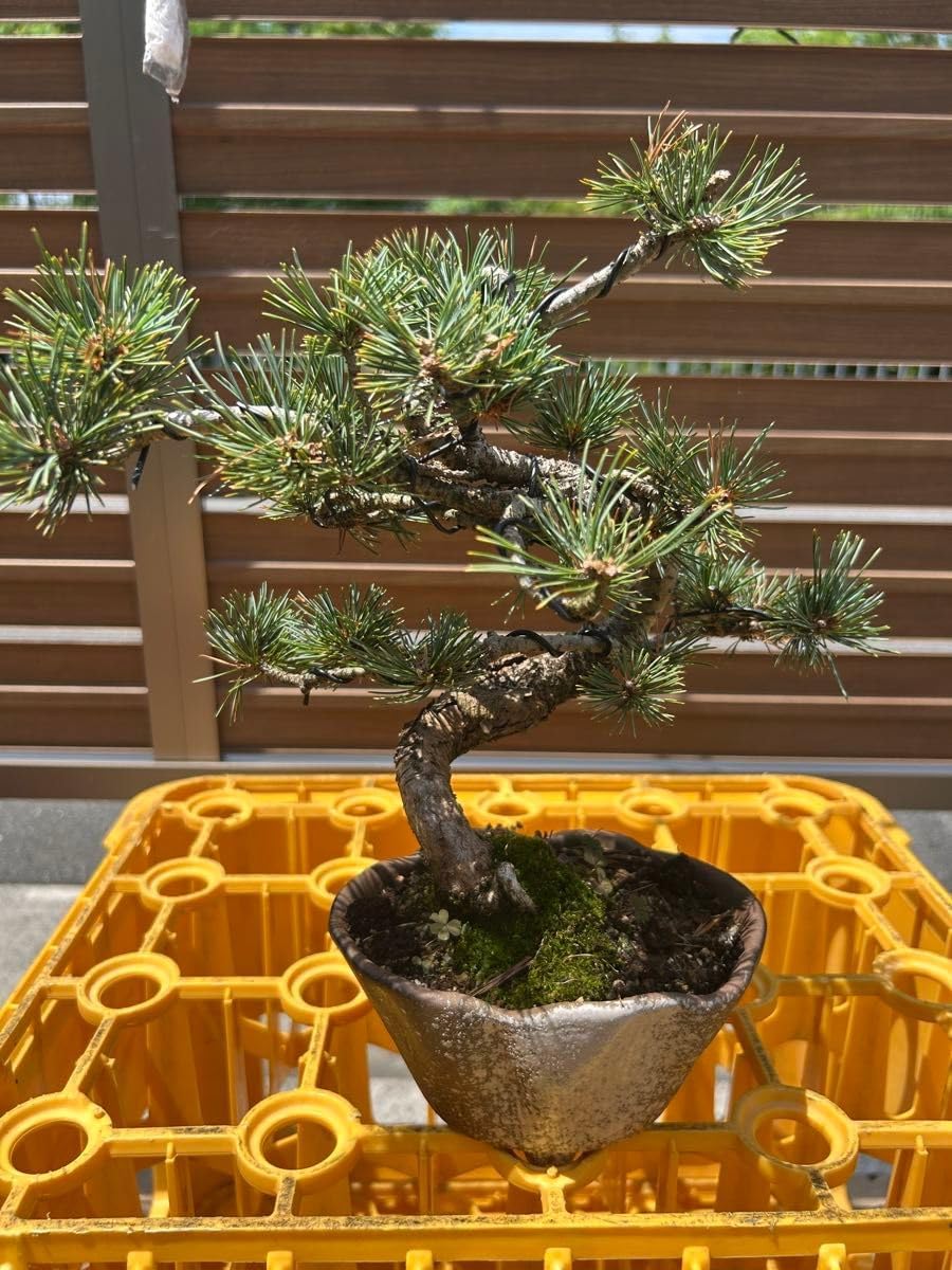 五葉松 盆栽 五葉松 【 23 B ― 49 】 - 小品盆栽専門店 湘風園