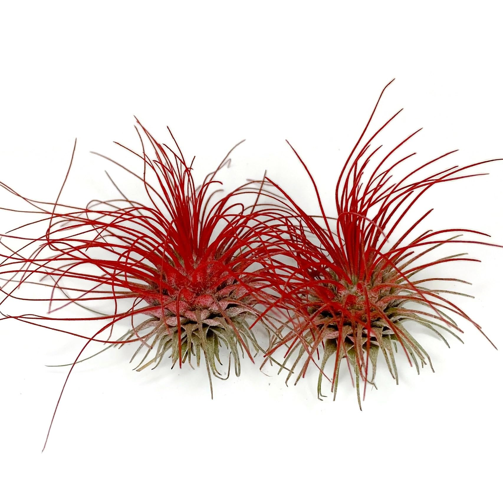 Thin Air Plant, Guatemala Tillandsia Live Airplant, Healthy Arrival Guaranteed, Great Indoor Plant, Home Decor &amp; Gift (2 Red)