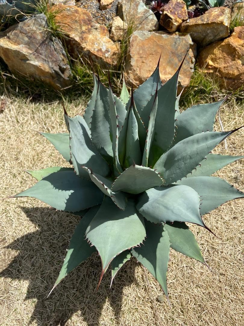 大幅値下げ中（希少）国内実生　アガベ　パリー　ホーチェンシス 　大型 吉祥天 希少）国内実生 アガベ パリー ホーチェンシス 大型 吉祥天 【公式通販】