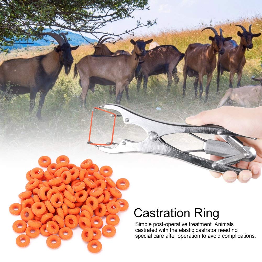 Strong Castration Bands Toughness Elastic Sturdy Castration Ring ...