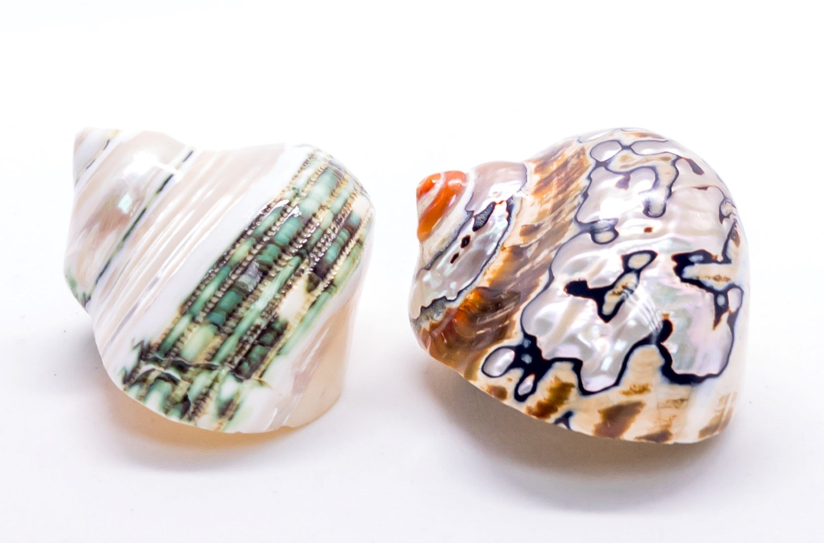 Jade Green Polished Turbo Shell - 4-4.5 Inch, For Hermit Crabs & Coastal Decor 7 thumbnail image