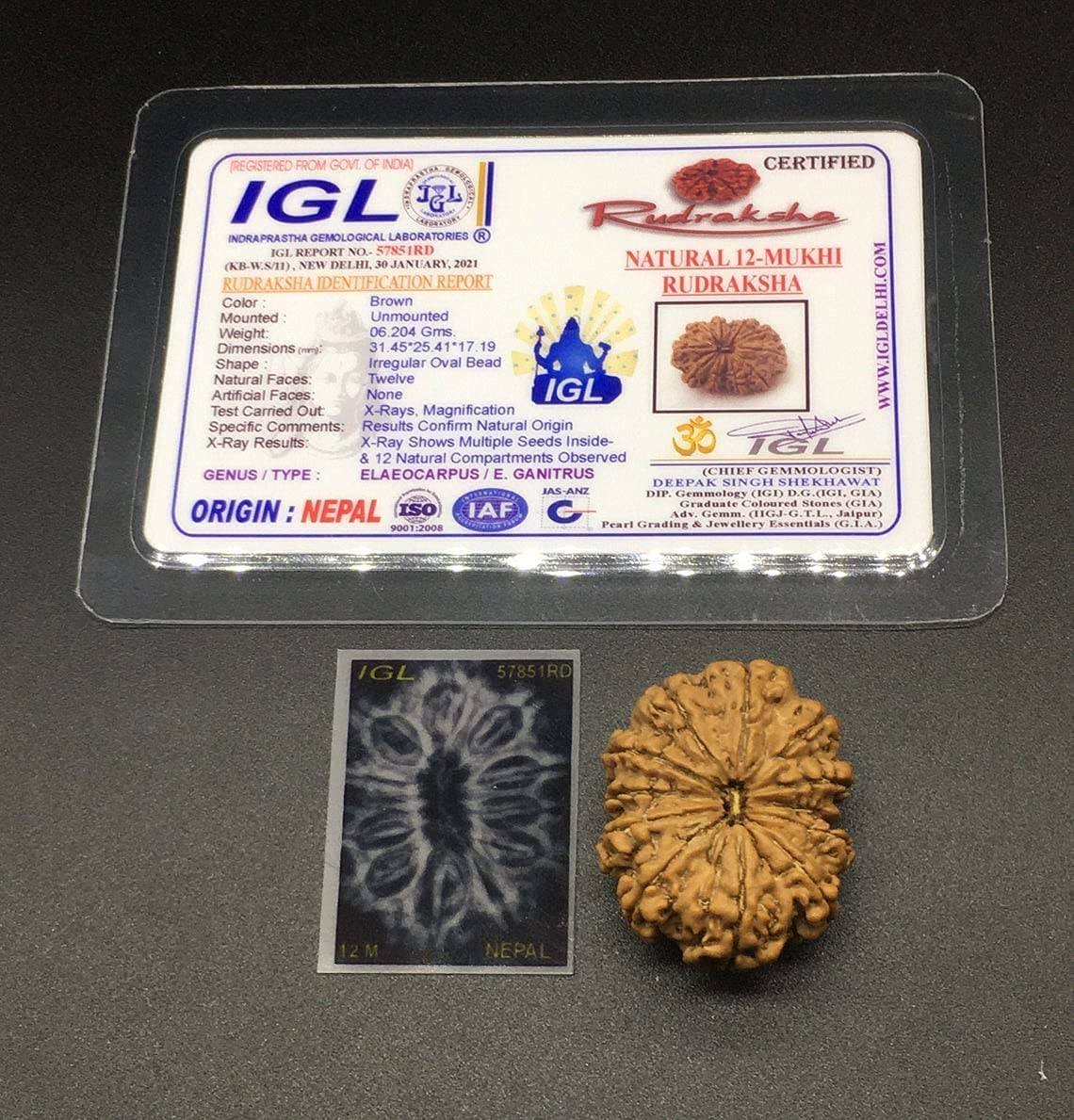 Perles Rudraksha Mukhi Népal lot de 12 authentiques graines de 31,45 mm pour la méditation