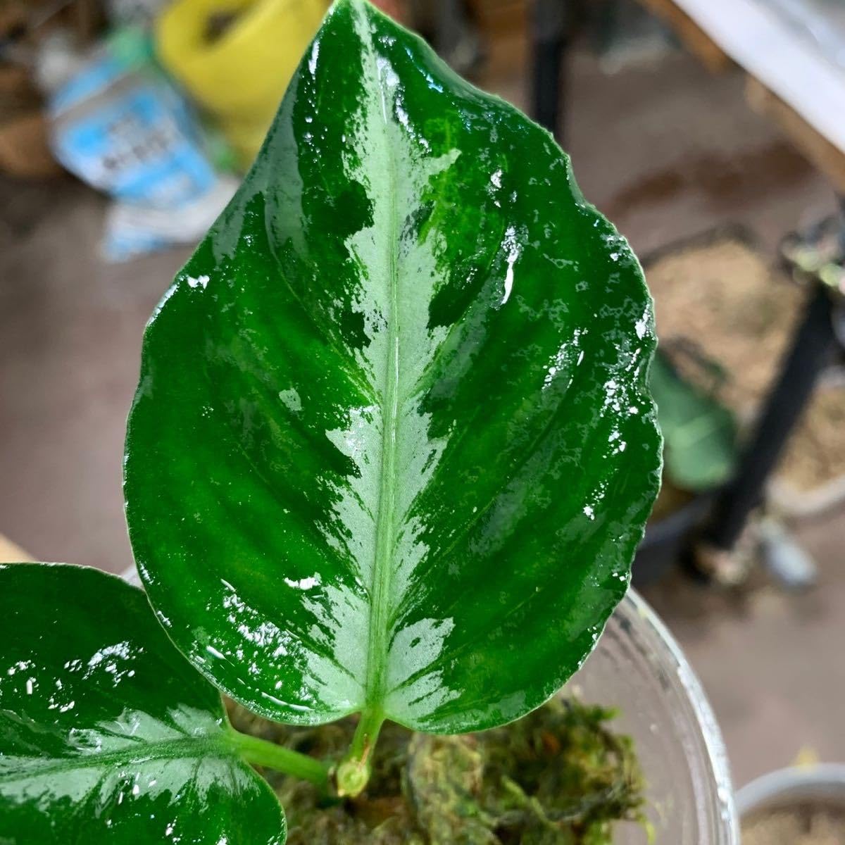 アグラオネマ ピクタム　Aglaonema pictum Amazon.co.jp: 1058 アグラオネマ ピクタム 増殖株 Aglaonema