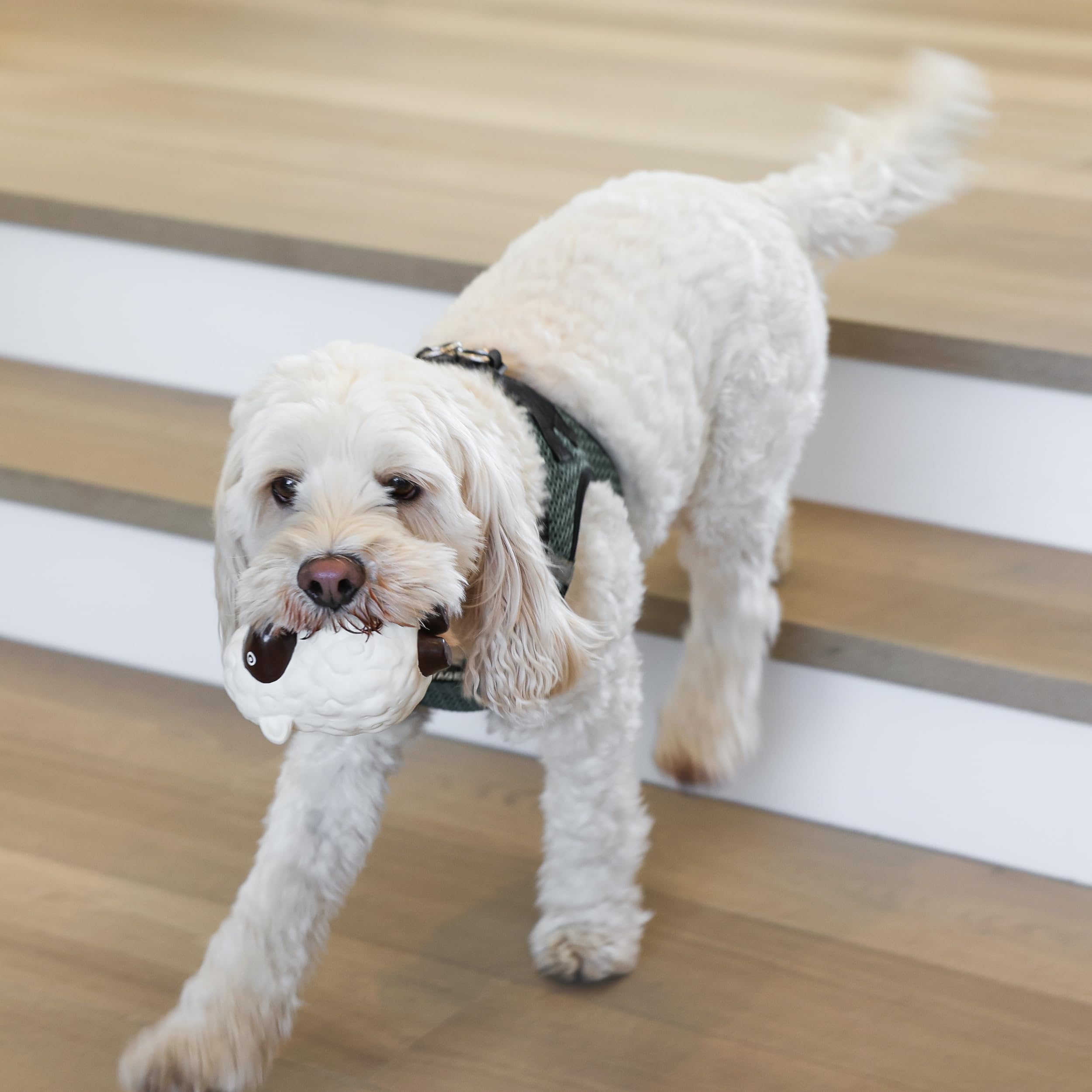 Amazon | rocket & rex 犬用おもちゃパック 小型犬用 噛むおもちゃ