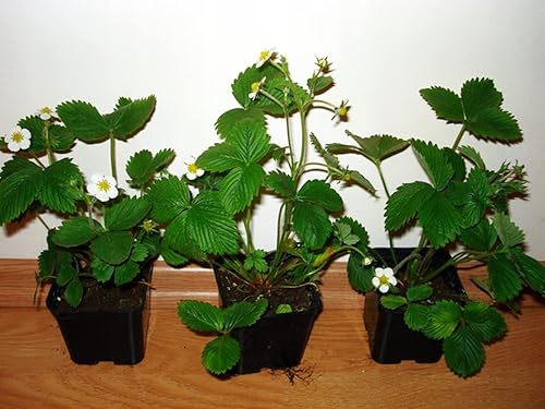 Miniatura 2 de Semillas Alpine Strawberry Regina No GMO Heirloom Everbearing