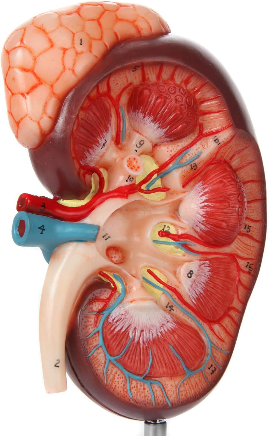 Axis Scientific Kidney Anatomy Model with Adrenal Gland, Anatomically Correct, Durable Design Perfect for Students, Teachers or Doctor's Offices, Includes Base