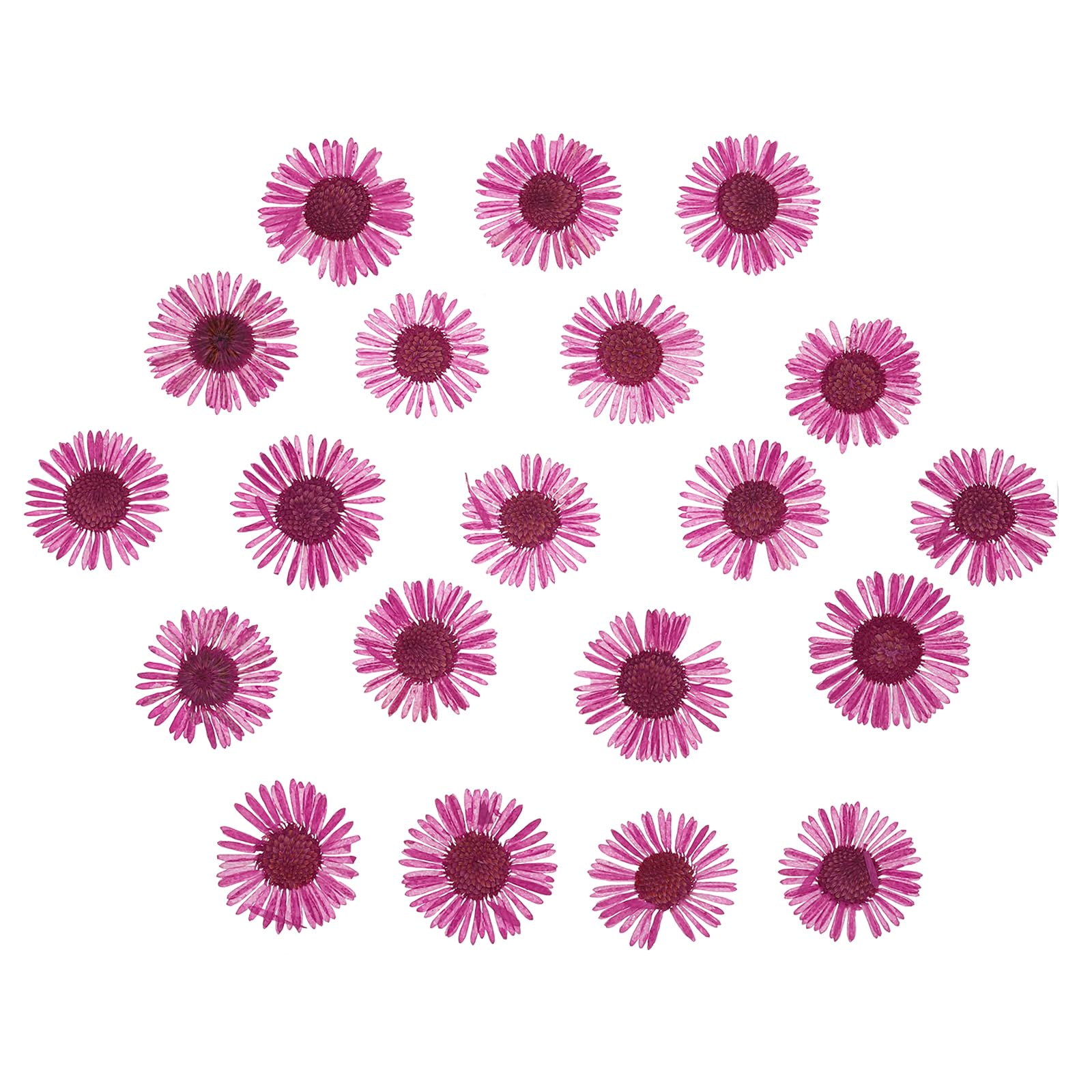 PATIKIL Dried Pressed Flower