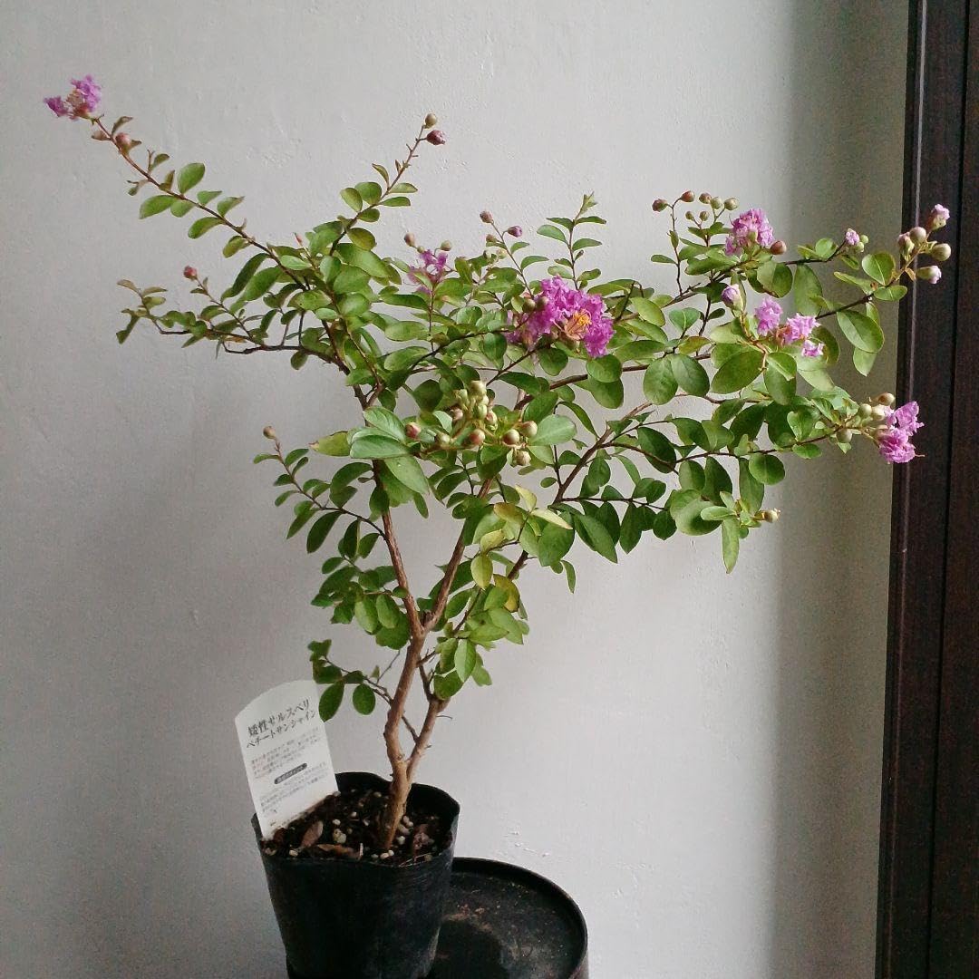 ポットごと ＊矮性サルスベリぺチートサンシャインプラム