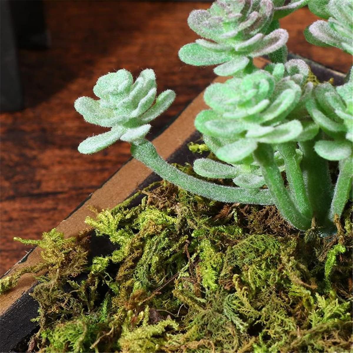 ECYC Ltd 50g Artificial Fake Moss Preserved Simulation Green Plants Floral Moss Greenery Moss Filler Micro Landscape Accessories for Potted Plants, Floral Project, Terrariums, Home Wedding Decor