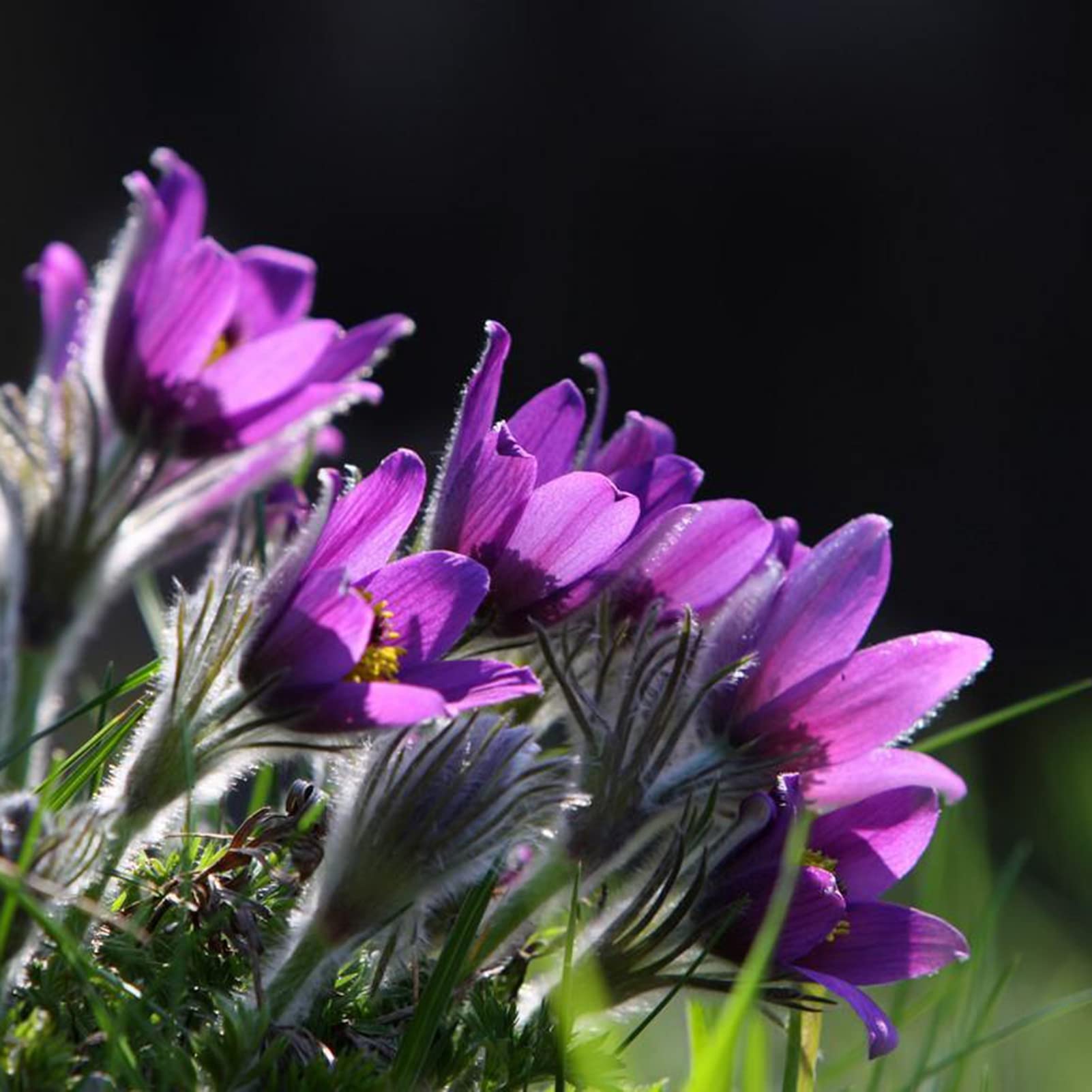 One Bag Flower Seeds Mix | Home Garden Prolific Productive High Survival Rate Anemone-Pulsatilla Seeds for Garden 25pc Seeds