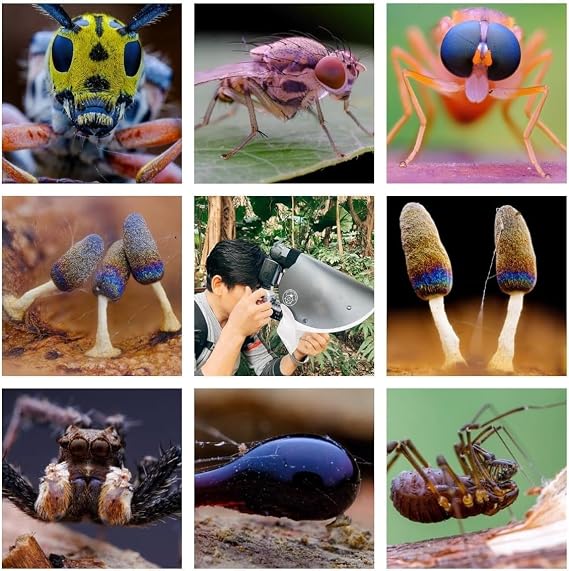 Flash Diffuser Macro Photography Diffuser Portable Speedlite Flash Diffuser Kit for Macro Insect Details Photography L