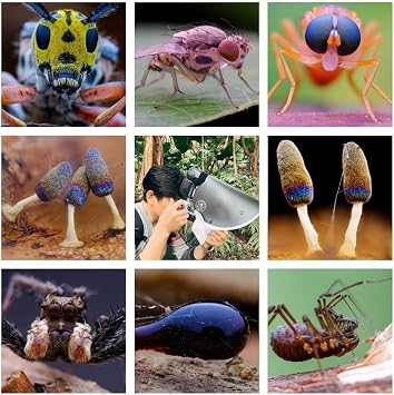 Flash Diffuser Macro Photography Diffuser Portable Speedlite Flash Diffuser Kit for Macro Insect Details Photography L