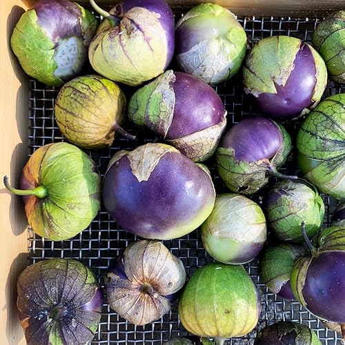 Más de 100 semillas de tomatillo semillas orgánicas para plantar, plantar y cultivar tomate de cáscara mexicana gigante rara en tu hogar, huerto al