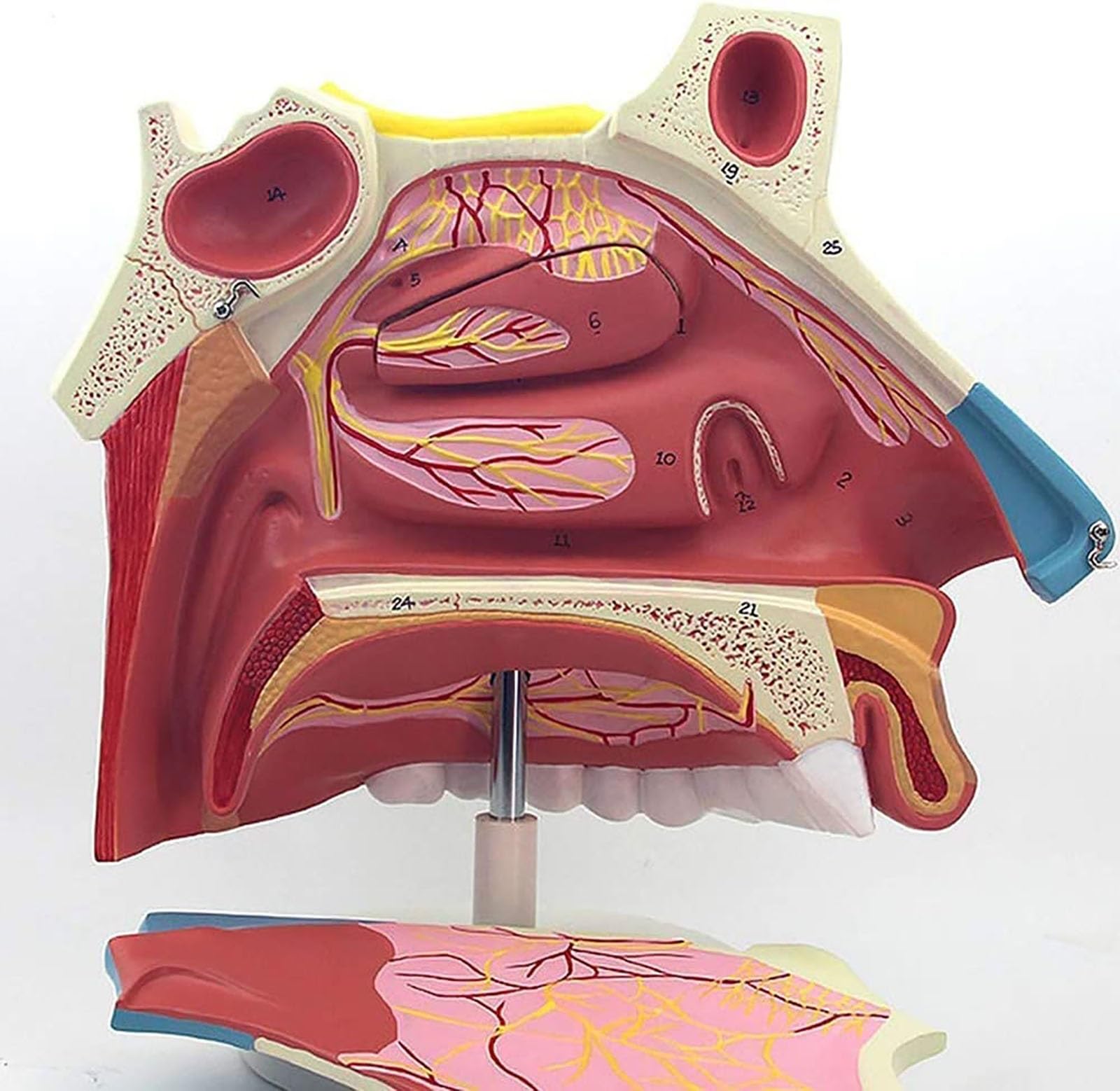Modelo de anatomía de la cavidad nasal humana for uso educativo en el ámbito sanitario: material de formación detallado sobre endoscopio respiratorio en otorrinolaringología