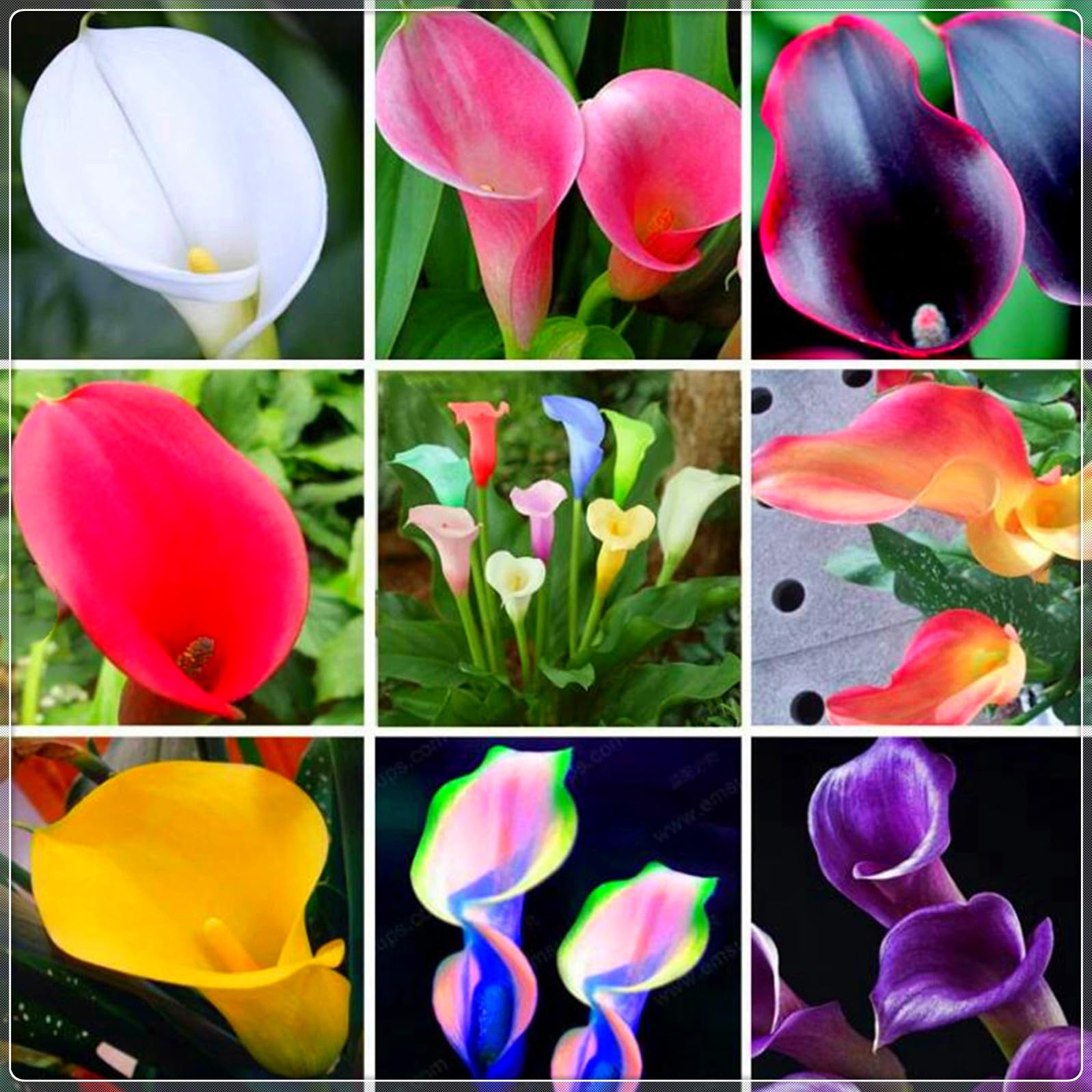 Calla Lily Plants for Sale,Good for Containers,Calla Lily Mix,Golden Jade Carving Feels Beautiful-2bulbs-A — image 1