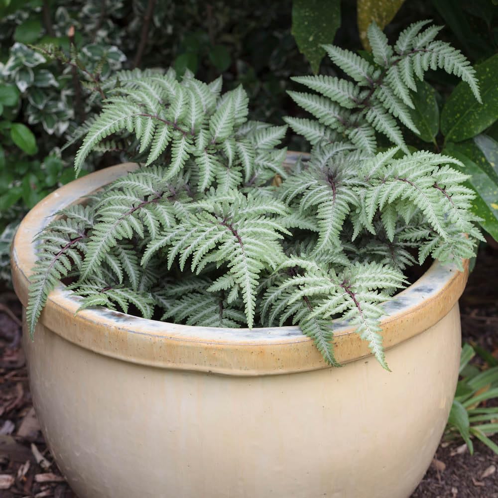 Yougarden Green Painted Fern Athyrium Niponicum 'Metallicum', Established Plant In 2L Pot, Ready To Plant
