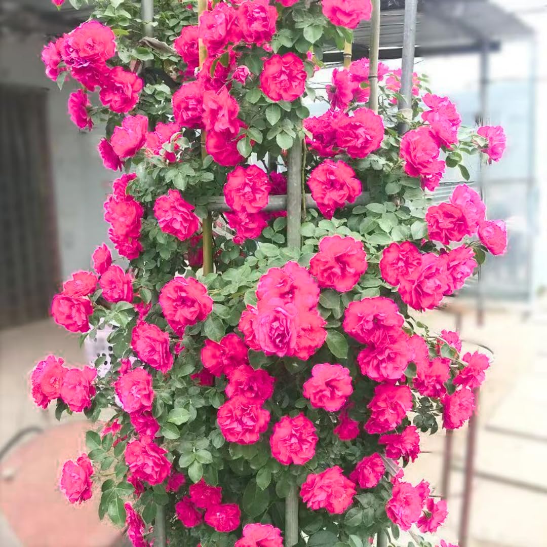 Pink Climbing Rose Live Plant, 6 Months Old Starter, Fragrant Purple Climbing Roses for Planting Outdoor, No Pot