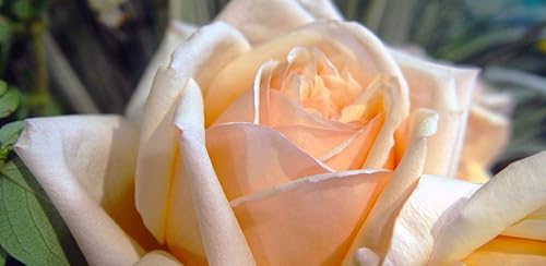 995 Flowers Wallpapers