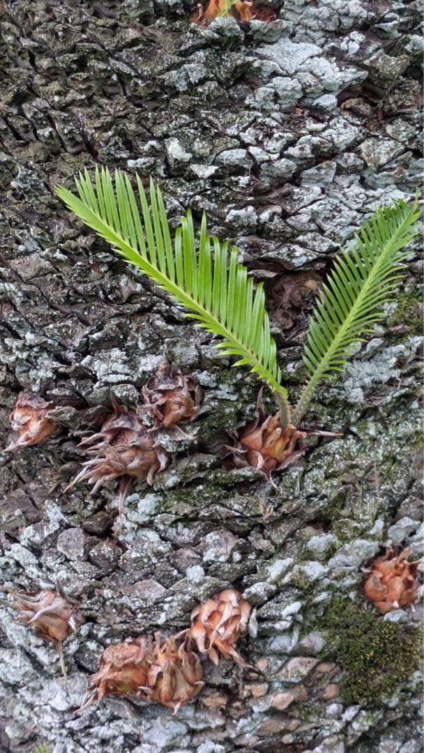 Amazon｜ソテツ 蘇轍 新芽 子株 苗 観葉植物｜観葉植物 オンライン通販