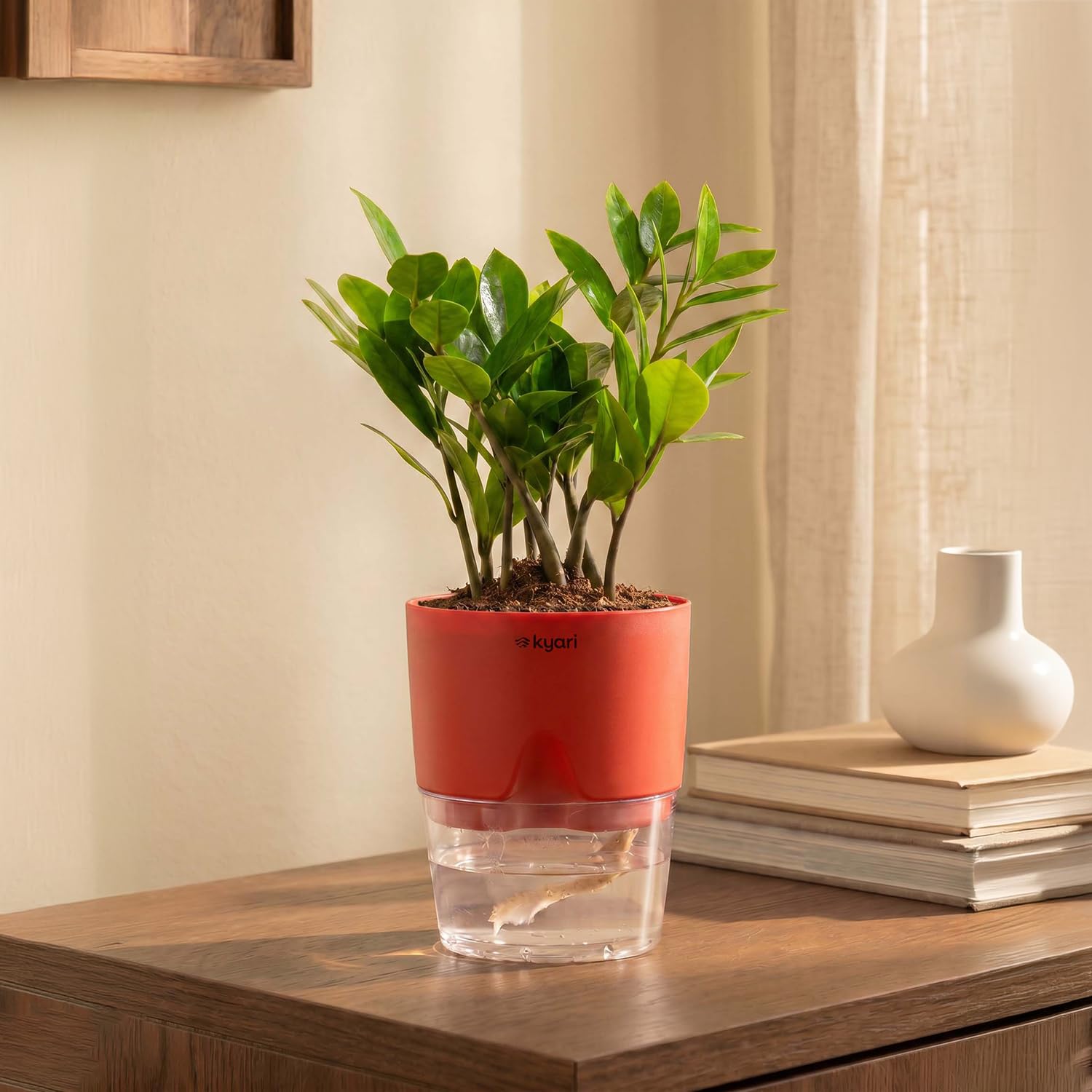 Kyari Zamia Green ZZ Plant - Air Purifying & Self Watering -21