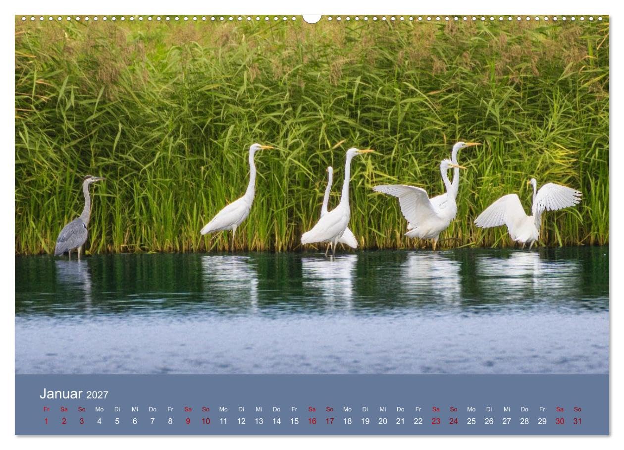 CALVENDO · Reiher in der Elbmarsch (Kalender 2027) | DIN A2 Querformat · Wandkalender · Naturparadies Elbmarsch