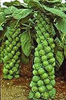 Churchill Heirloom Brussels Sprouts Seeds, Non-GMO, Early Maturing 90-100 Days, 25+ Seeds - Country Creek Acres