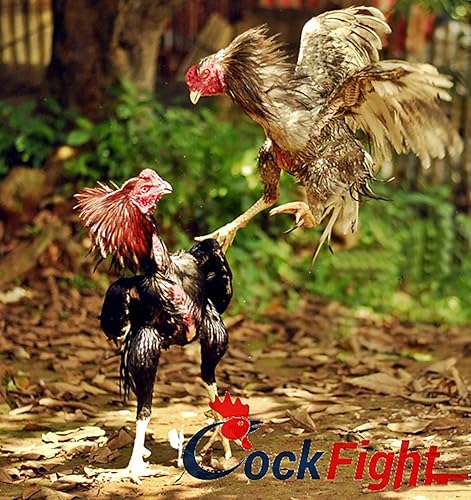 Miniatura 6 de Thunder Rooster Booster Faster X3 Nueva fórmula 90 cápsulas de proteína de suero Vitaminas Suplemento de salud Cápsulas de pollo nutritivo mixto